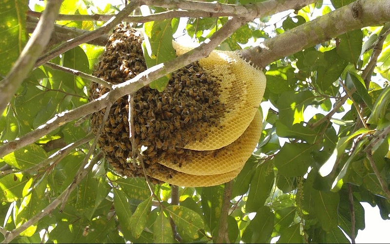 Outstanding Advantages of Professional Bee Hive Removal Service Brisbane