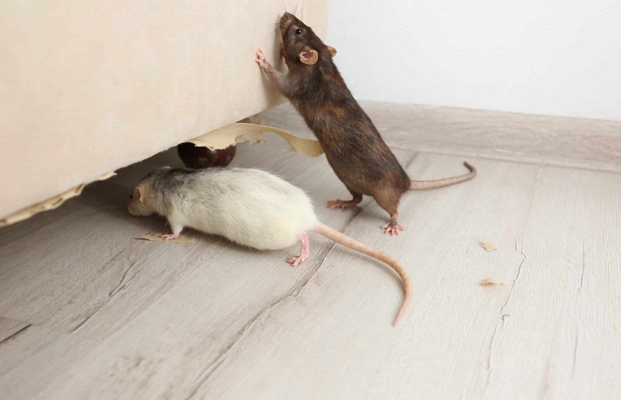 Rats and Rats Control