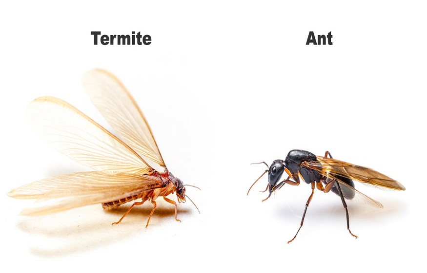 Ants vs. Termites