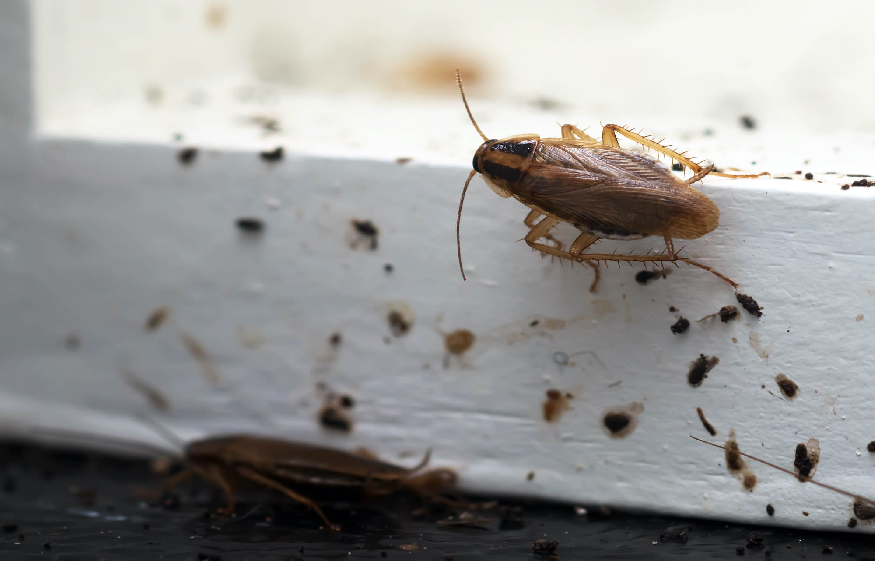 Keep Bugs Out
